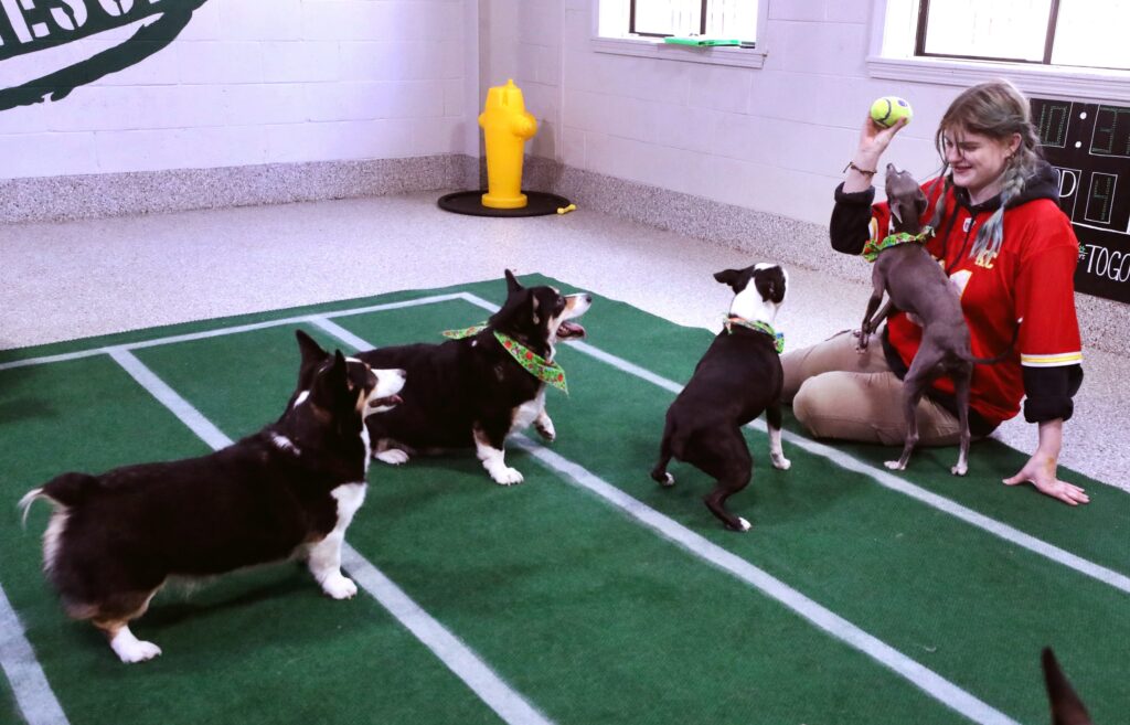 puppy bowl odds