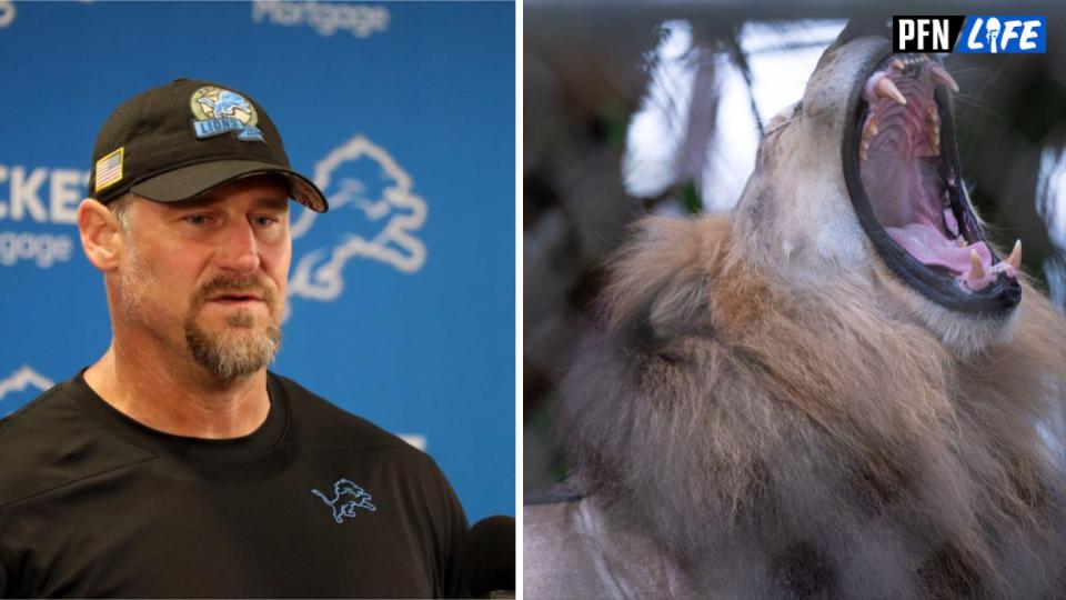 Lions head coach Dan Campbell speaking at a press conference. Lion roaring.